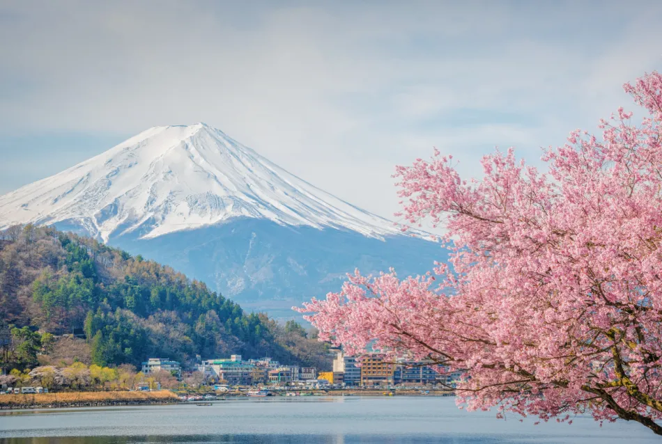 Cherry Blossoms in Japan: How to Plan an 8-Day Trip Around This Once-a-Year Spectacle